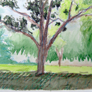 Watercolor Tree