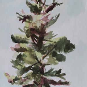 Pine Tree Watercolor
